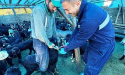 Simav'da küçükbaş hayvanlara aşılama ve küpeleme çalışması