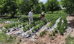 Kütahya'da nohut ve barbunya demonstrasyon alanlarında inceleme
