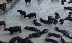 ORKÖY destekleriyle Kütahya'da 64 aileye manda yetiştiriciliği desteği