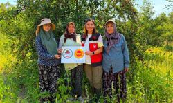 Şaphane vişnesi için tescil çalışmaları sürüyor