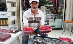 Kıraç arazileri aronya ve ahududugil yetiştirerek değerlendirdi