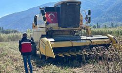 Simav'da Yüzde 75 hibeli ayçiçeğinde hasat kontrolü
