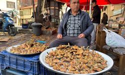 Tavşanlı'da melki mantarı hareketliliği başladı