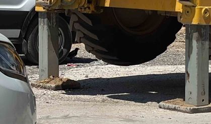 Minibüs altında serinleyen saksağan kamerada