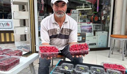 Kıraç arazileri aronya ve ahududugil yetiştirerek değerlendirdi