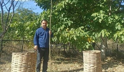 Emet'te ceviz hasadı başladı