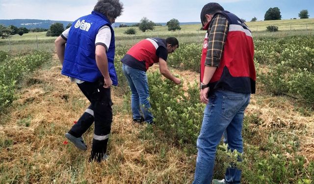 Domaniç'te aronya üretimine yönelik teknik çalışmalar sürüyor