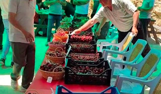 Hisarcık Kutlubeyler köyünde Kiraz Festivali coşkusu
