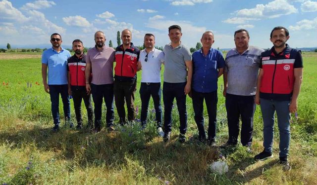 Kütahya'da çörek otu üretimi yakından takip ediliyor