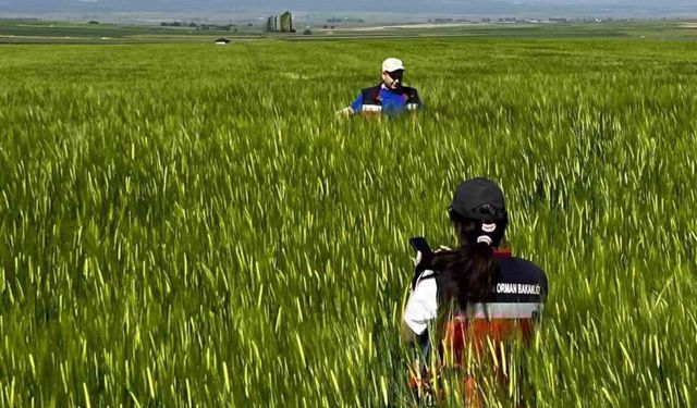Kütahya'da sertifikalı tohumluk üretim parsellerinde tarla kontrolleri gerçekleştirildi