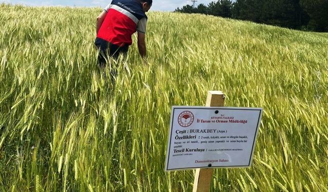 Simav'da arpa demonstrasyonlarında kontroller sürüyor