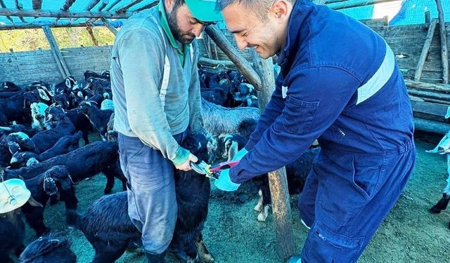 Simav'da küçükbaş hayvanlara aşılama ve küpeleme çalışması