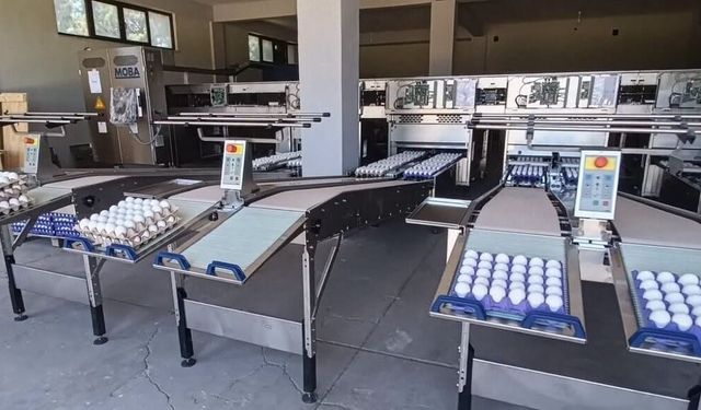 Tavşanlı'da yumurta paketlemede yeni dönem