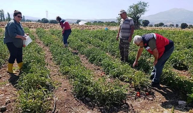 Gediz'de hasat öncesi domateslerde gıda güvenliği denetimi