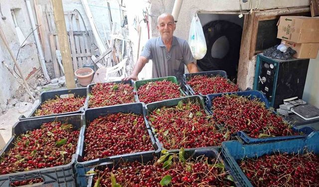 Hisarcık'ta vişne alımları başladı, üretici fiyatlardan memnun değil