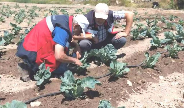 Kütahya'da karnabahar ve çörekotu üretimi denetlendi