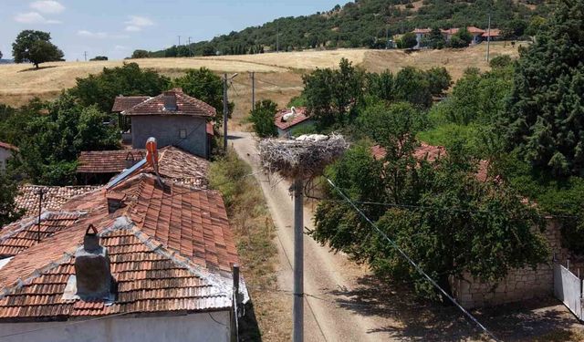 Kütahya'da leylekler bu köyün maskotu oldu