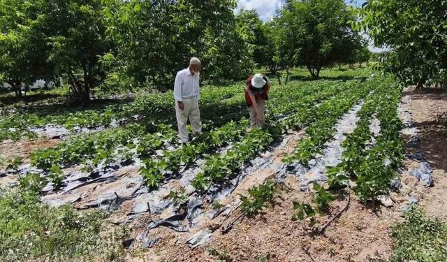 Kütahya'da nohut ve barbunya demonstrasyon alanlarında inceleme