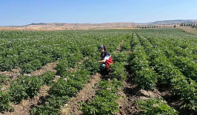 Kütahya'da patates tarlalarında bitki pasaportu denetimleri başladı