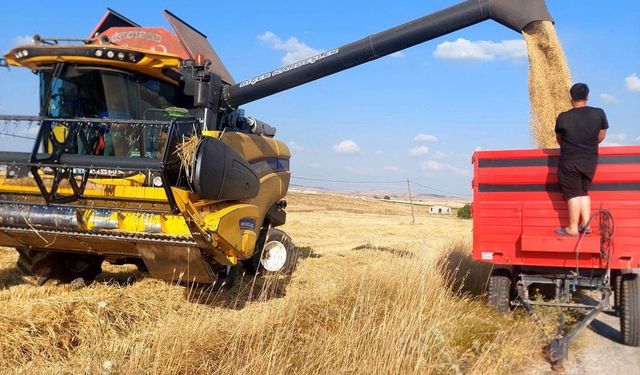 Kütahya'da yerli ve milli arpa çeşitlerinde verimli hasat