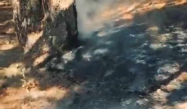 Simav Gölcük mesire alanında korkutan yangın