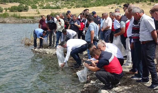 Tavşanlı göletlerine 123 bin yavru sazan bırakıldı