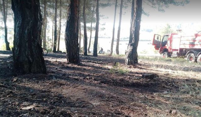 Tavşanlı'da erken müdahale ormanı kurtardı
