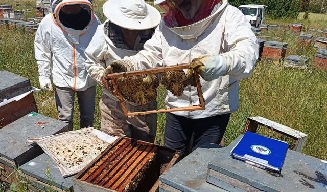 Tavşanlı'da gezginci arıcılık işletmeleri ziyaret edildi