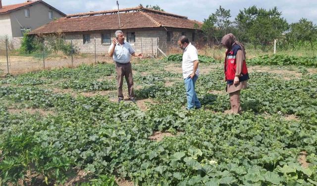 Tavşanlı'da tarım arazileri ve seralarda hastalık kontrolleri sürüyor