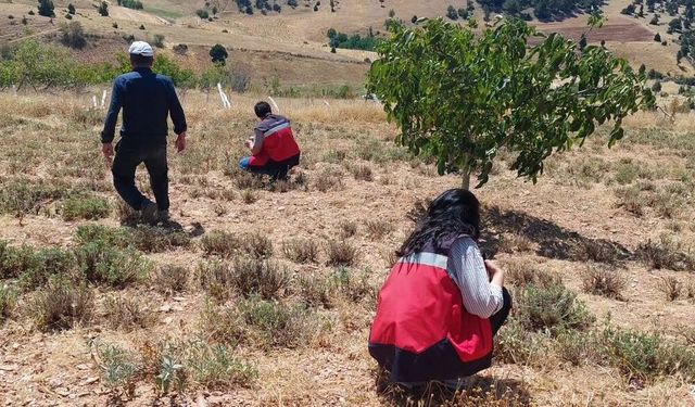 Hisarcık Karbasan köyünde organik adaçayı üretim alanları denetlendi