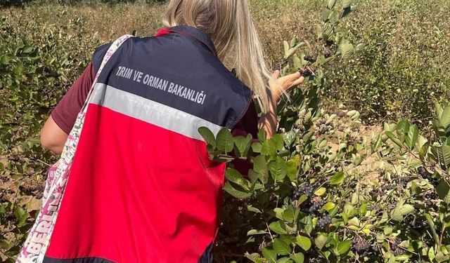 Simav'da aronya yetiştiriciliği yerinde incelendi