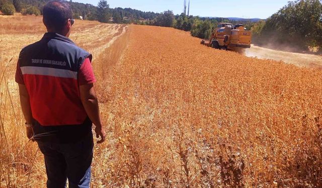 Domaniç'te aspir hasadı başladı: Üreticiye yüzde 75 hibe desteği