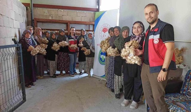 Domaniç'te sarımsak üreticilerine organik tarım desteği