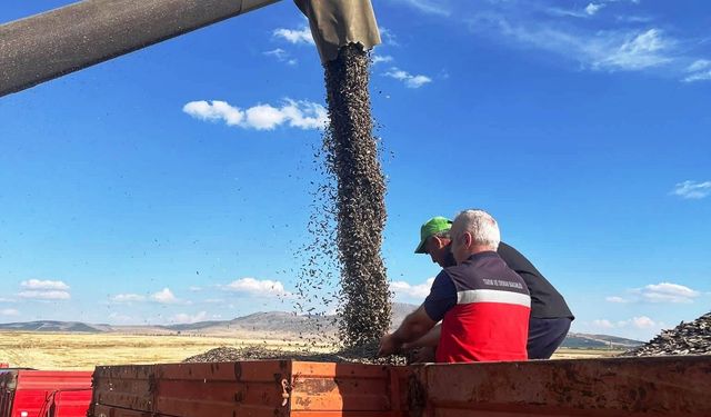 Altıntaş'ta ayçiçeği hasadı kontrol edildi