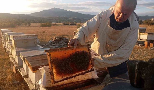 Gediz'de bal hasadı: Yüksek verim arıcıların yüzünü güldürdü
