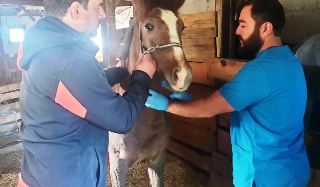 Kütahya'da Safkan Arap Taylarının tescil işlemleri yapıldı