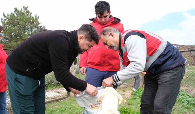 Kütahya'da sahipsiz hayvanlara mama desteği