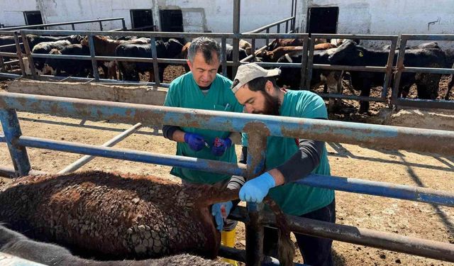 Kütahya'ya Uruguay'dan getirilen sığırlara sağlık kontrolü