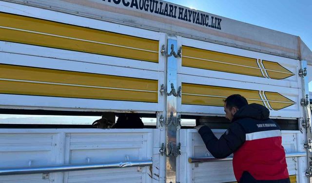 Çavdarhisar’da kaçak ve belgesiz hayvan hareketleri kontrolü