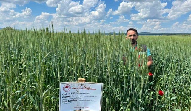 Çavdarhisar’da buğday ve arpa demonstrasyon alanlarında kontroller sürüyor