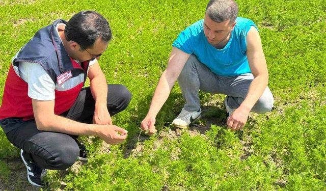 Çavdarhisar’da çörek otu üretim alanlarında kontrol