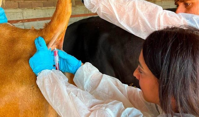 Gediz’de hastalıktan ari işletmelerde kan alma çalışmaları yapıldı