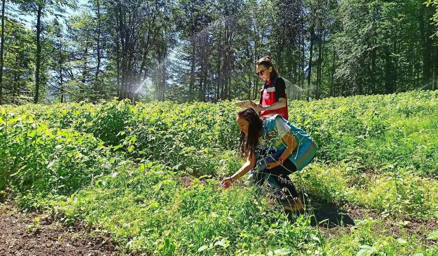 Domaniç'te ahududu üretim alanlarında saha kontrolleri yapıldı