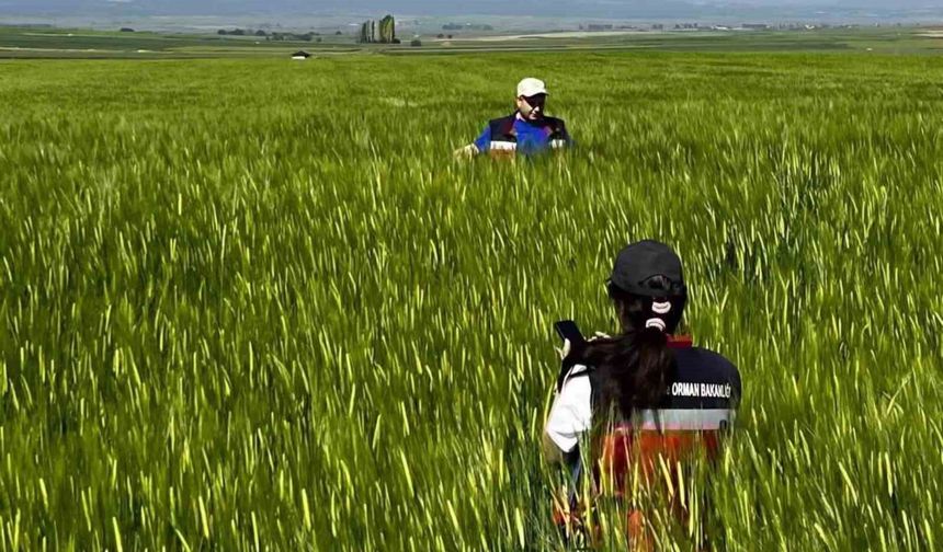 Kütahya'da sertifikalı tohumluk üretim parsellerinde tarla kontrolleri gerçekleştirildi