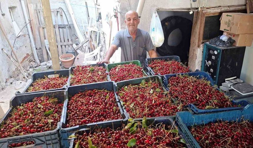 Hisarcık'ta vişne alımları başladı, üretici fiyatlardan memnun değil