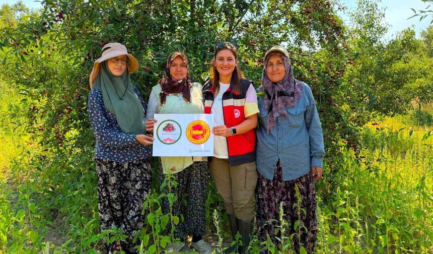Şaphane vişnesi için tescil çalışmaları sürüyor