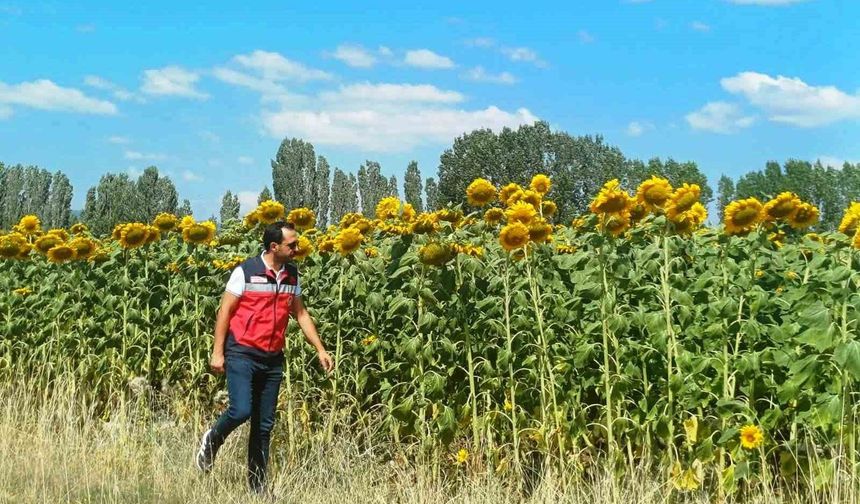 Çavdarhisar'da çerezlik ayçiçeği projesinde arazi kontrolleri