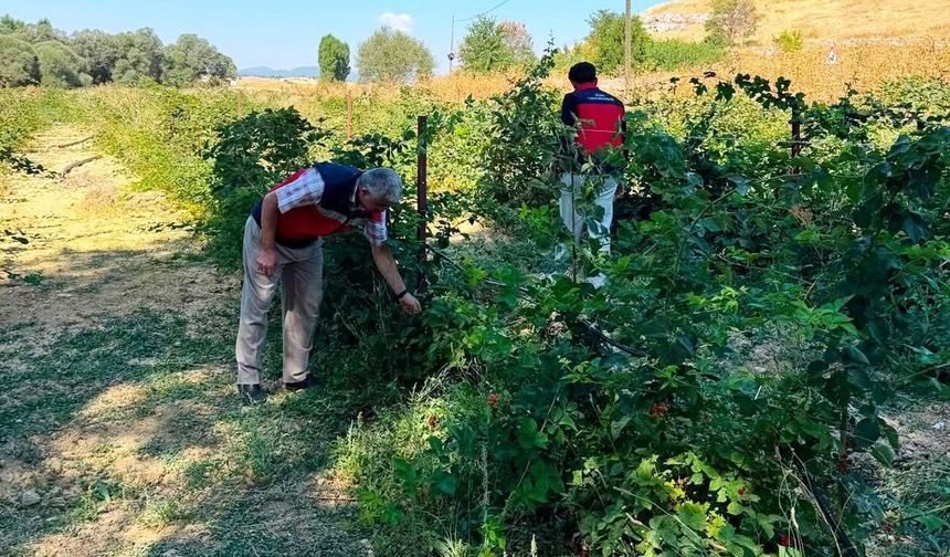 Dumlupınar Selkisaray Köyü'nde böğürtlen üretim alanı kontrol edildi