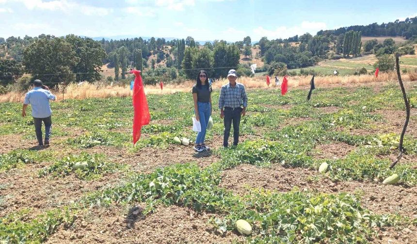 Emet Göncek köyünde organik kavun üretim alanları denetlendi
