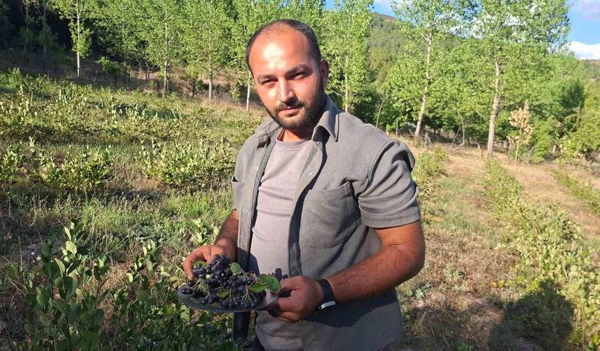 Hisarcık'ta aronya hasadı başladı
